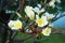 Plumeria, Frangipani tree flower blooming