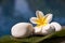 Plumeria frangipani tropical flower and zen white stones