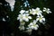 Plumeria or frangipani white flower