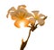 Plumeria frangipani white flowers are exposed to sunlight, orange color changes. on white background. Isolated