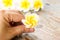 Plumeria or frangipanni blossom in woman\'s hand.