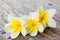 Plumeria or frangipanni blossom on wood background.