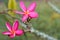 Plumeria.Fresh pink flowers Fully bloom