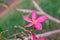 Plumeria, Fresh pink flowers after the rain