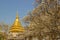 Plumeria with golden Thai pagoda