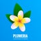 Plumeria. Hawaiian flower Frangipani. Tropical flower with leaves. Botanical exotic plant