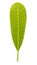 Plumeria leaf