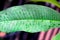 Plumeria leaf in garden after rainfall.