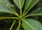 Plumeria leaves exotic plant Thailand covered with raindrops close-up growth base branch tree background