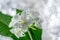 Plumeria, nature, aromatherapy, beautiful, beauty