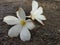 Plumeria Obtusa Champa Flower