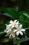 PLUMERIA OBTUSA FLOWER`S BUNCH.