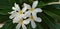 Plumeria obtusa Garden plant white colour flower