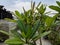 Plumeria obtusa,the Singapore graveyard flower