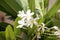 Plumeria obtusa, Singapore graveyard flower