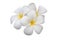 Plumeria obtusa` white flowers, petals connected together. The ends are split into five inverted ovals arranged in a slightly