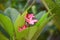 Plumeria pink