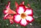 Plumeria Pink and white blossom in garden