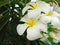 Plumeria on the plumeria tree.