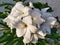 Plumeria pudica or Bridal boquet in Pota, Flores, NTT, Indonesia