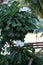 Plumeria pudica, Fiddle leaf plumeria, Golden Arrow