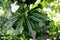 Plumeria pudica, Fiddle leaf plumeria, Golden Arrow