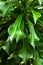 Plumeria pudica flower\'s spoon shaped leaves
