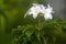 Plumeria pudica flowers