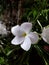 Plumeria pudica flowers