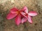 Plumeria Red