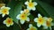 Plumeria rubra common frangipani blooming flowers