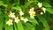 Plumeria rubra common frangipani blooming flowers