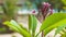 Plumeria rubra flower with green foliage on tropical sandy beach in background