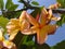 Plumeria Rubra Flower - Temple Tree Flower - Nature - Plants