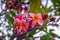 Plumeria rubra red frangipani tropical beautiful fragrant vibrant flower tree exotic