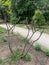 Plumeria rubra trees with no leaves and flowers in winter and spring in Italy, Palermo