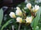 Plumeria, Templetree exotic aroma smell BALI style spa flowers