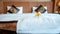 Plumeria and towels on the bed in the luxury hotel room ready for tourist travel