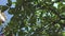 Plumeria tree and leaves