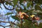 A Plumeria tree with pink and yellow flowers growing in Koko Crater Botanical Garden in Honolulu