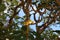 A Plumeria tree with yellow and orange flowers growing in Koko Crater Botanical Garden in Honolulu, Oahu