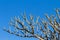 Plumeria trees without leaves.