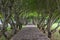Plumeria trees tunnel over pathway