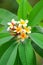 Plumeria tropical flower