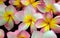 Plumeria tropical flower