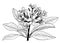 Plumeria tropical flower black and white ink drawing