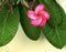 Plumeria, water drops from rain, naturally, fresh pink frangipani flower with leaves in garden