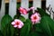 Plumeria, water drops from rain, naturally, fresh pink frangipani flower with leaves in garden