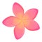 Plumeria wedding icon, cartoon style