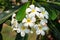 Plumeria White